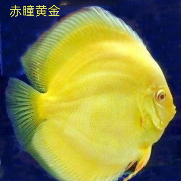 赤瞳黄金-七彩神仙鱼【活体发货养殖】小鱼缸小鱼观赏鱼