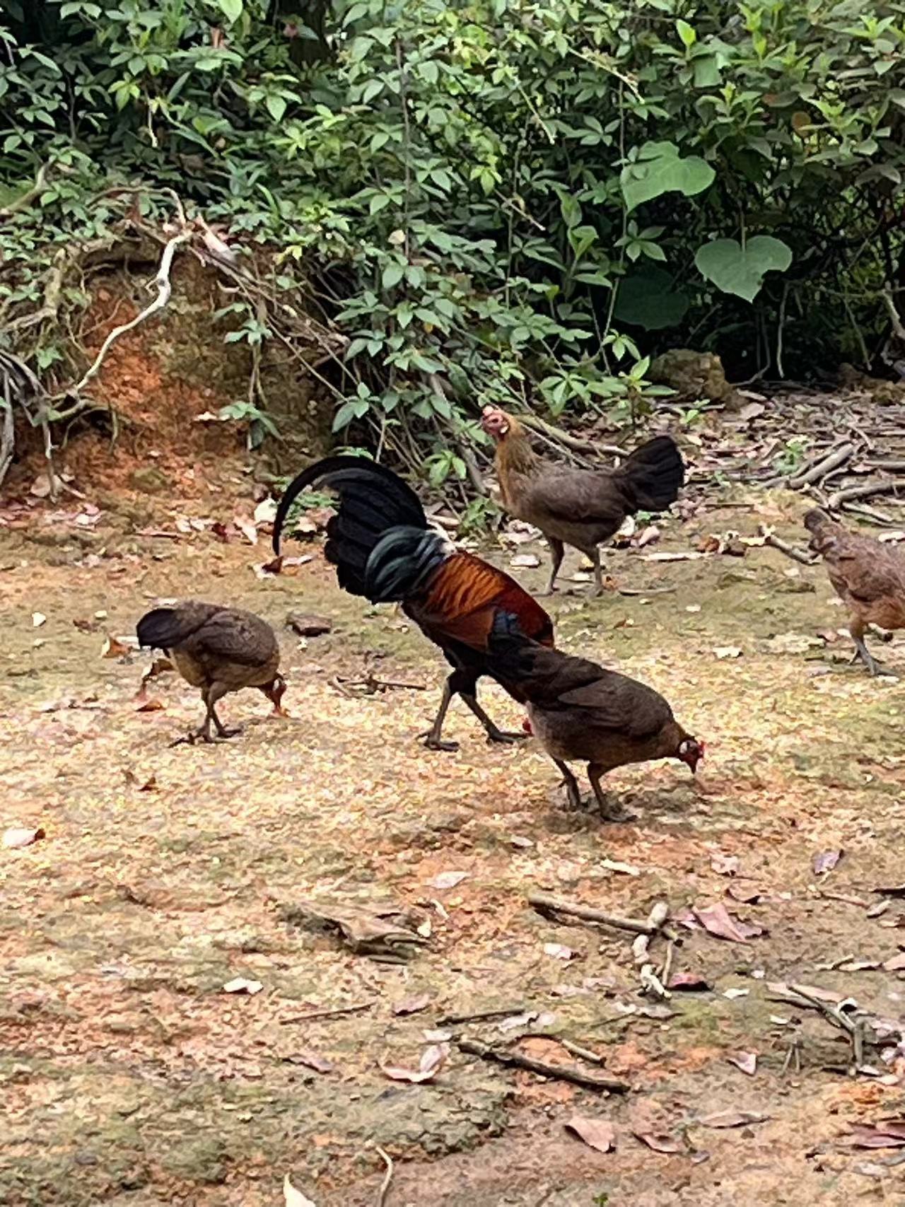 广西钦州养殖茶花鸡