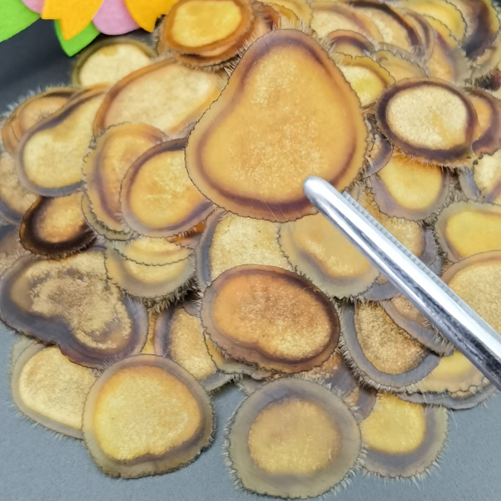 梅花鹿头茬 正宗含血特等梅花鹿半腊片 煲汤、泡水、炖菜、泡酒10g