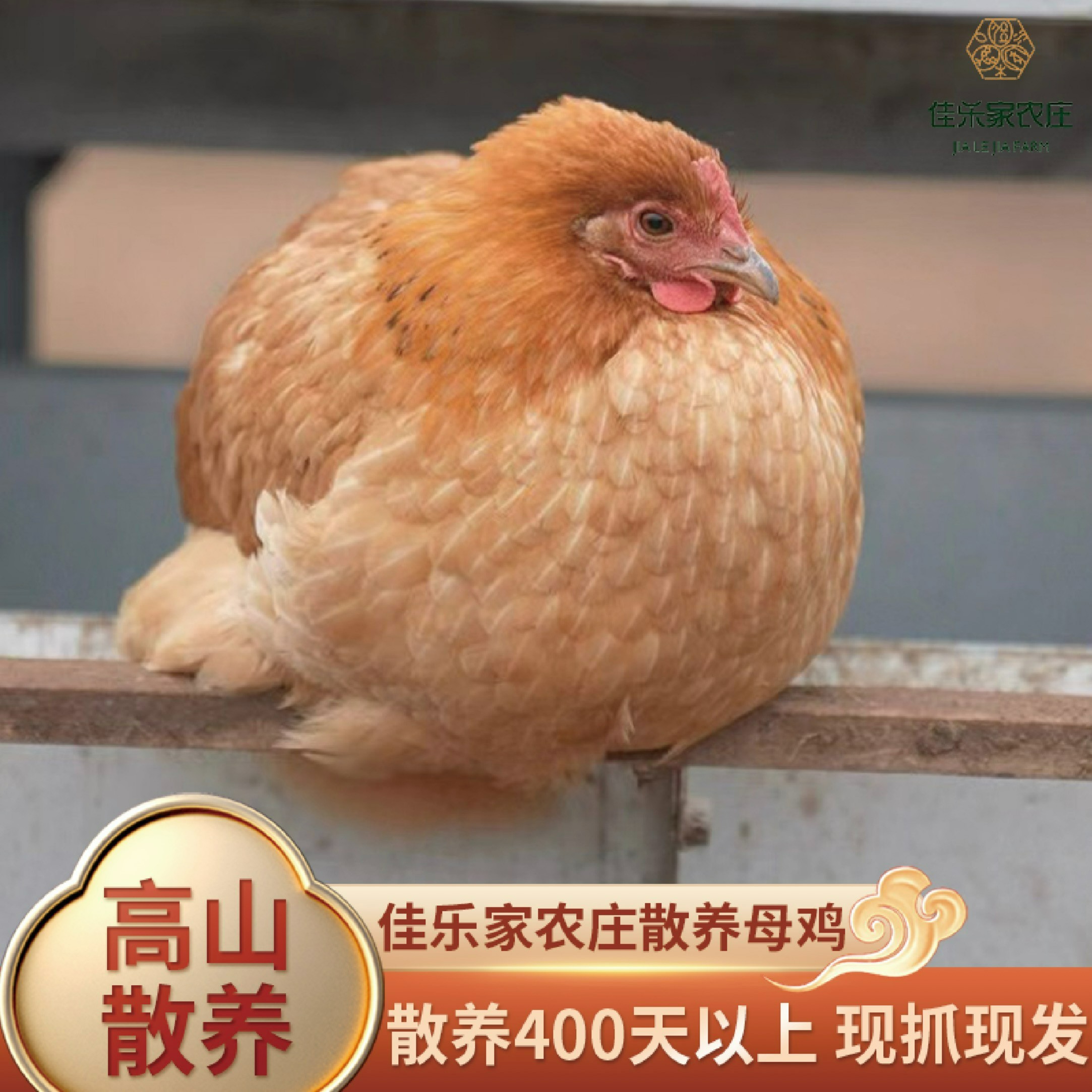 【400天以上老母鸡农庄自养】加【一瓶450g猪油】