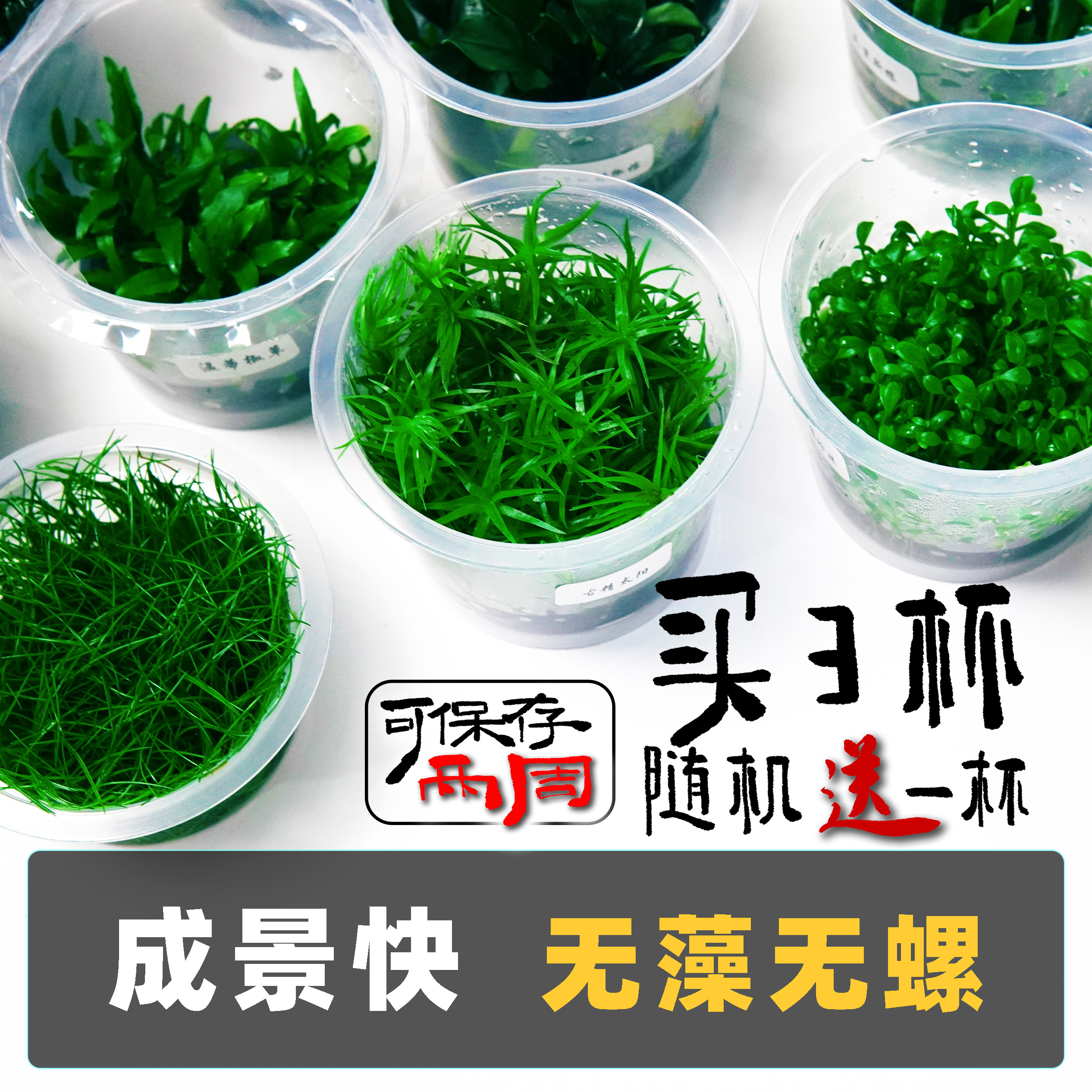 水草莫斯无菌杯前景迷你牛毛日本矮珍珠椒草挖耳小水榕血心兰新手