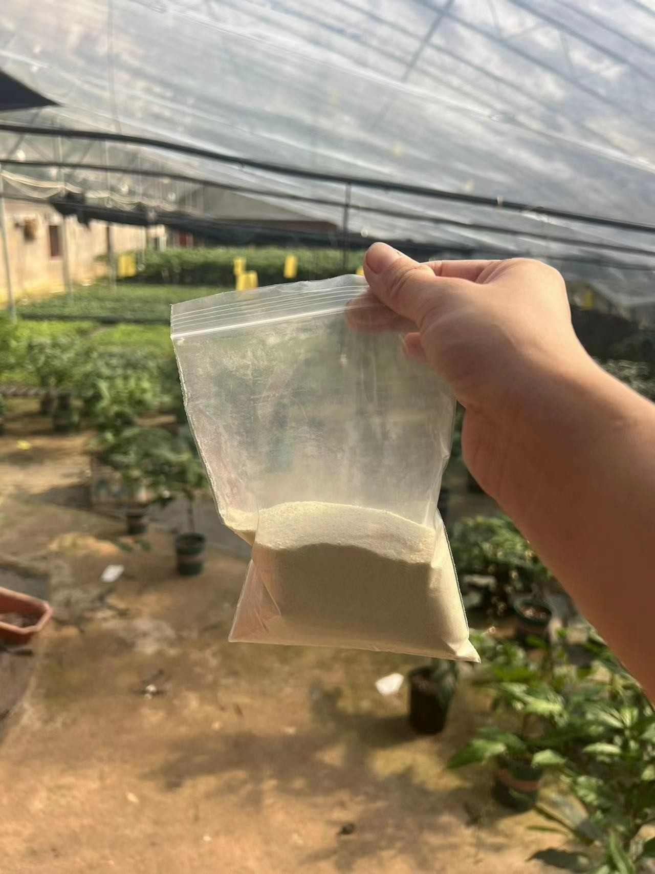 垂丝茉莉基地专用进口肥磷钾均衡缓释肥料促生长促花颗粒元素施肥