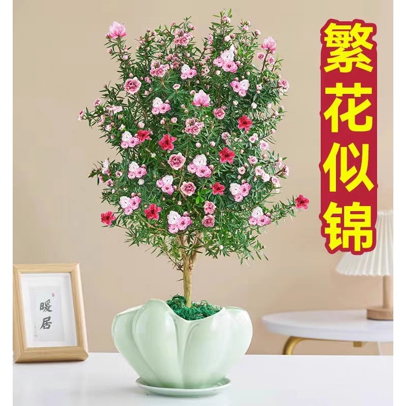 松红梅澳洲一树多色耐寒绿植花卉盆栽阳台客厅窗台庭院年宵花卉