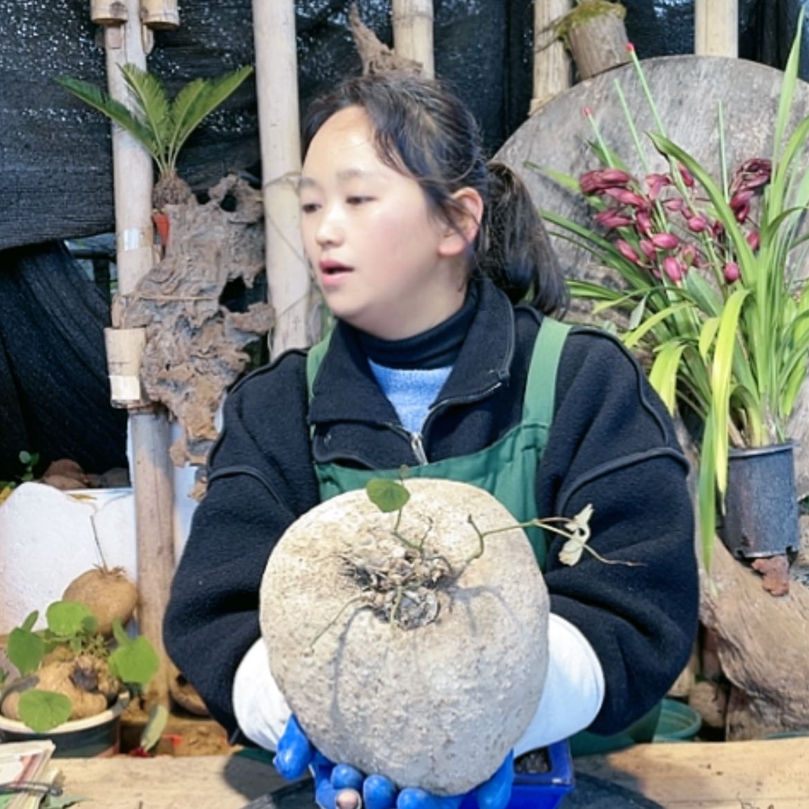 【闪购商品】山乌龟