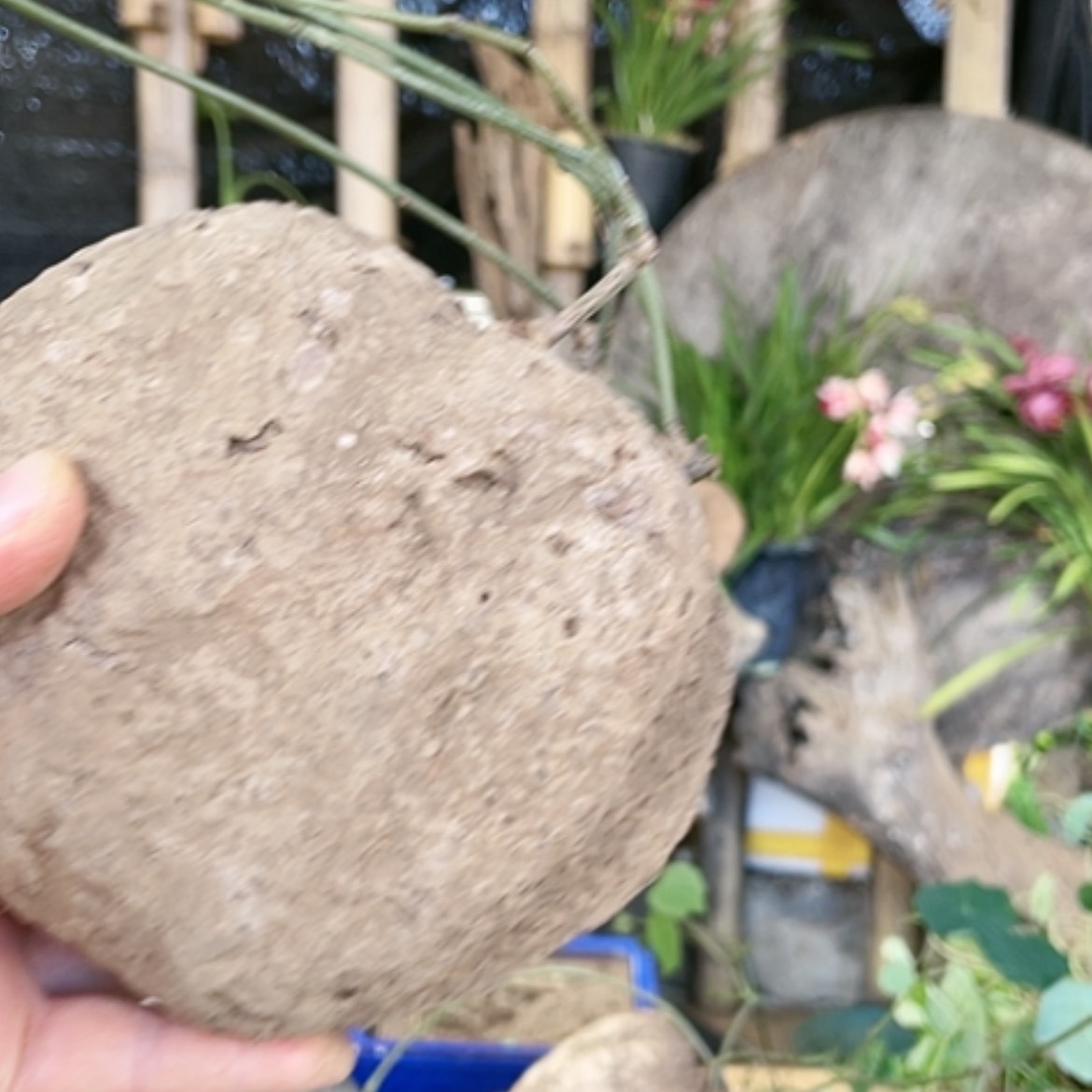 【闪购商品】山乌龟