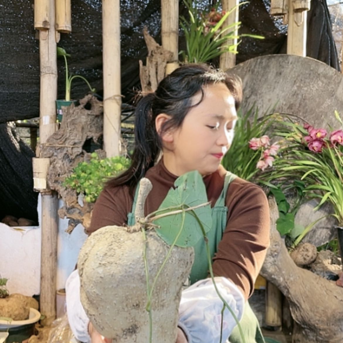 【闪购商品】山乌龟