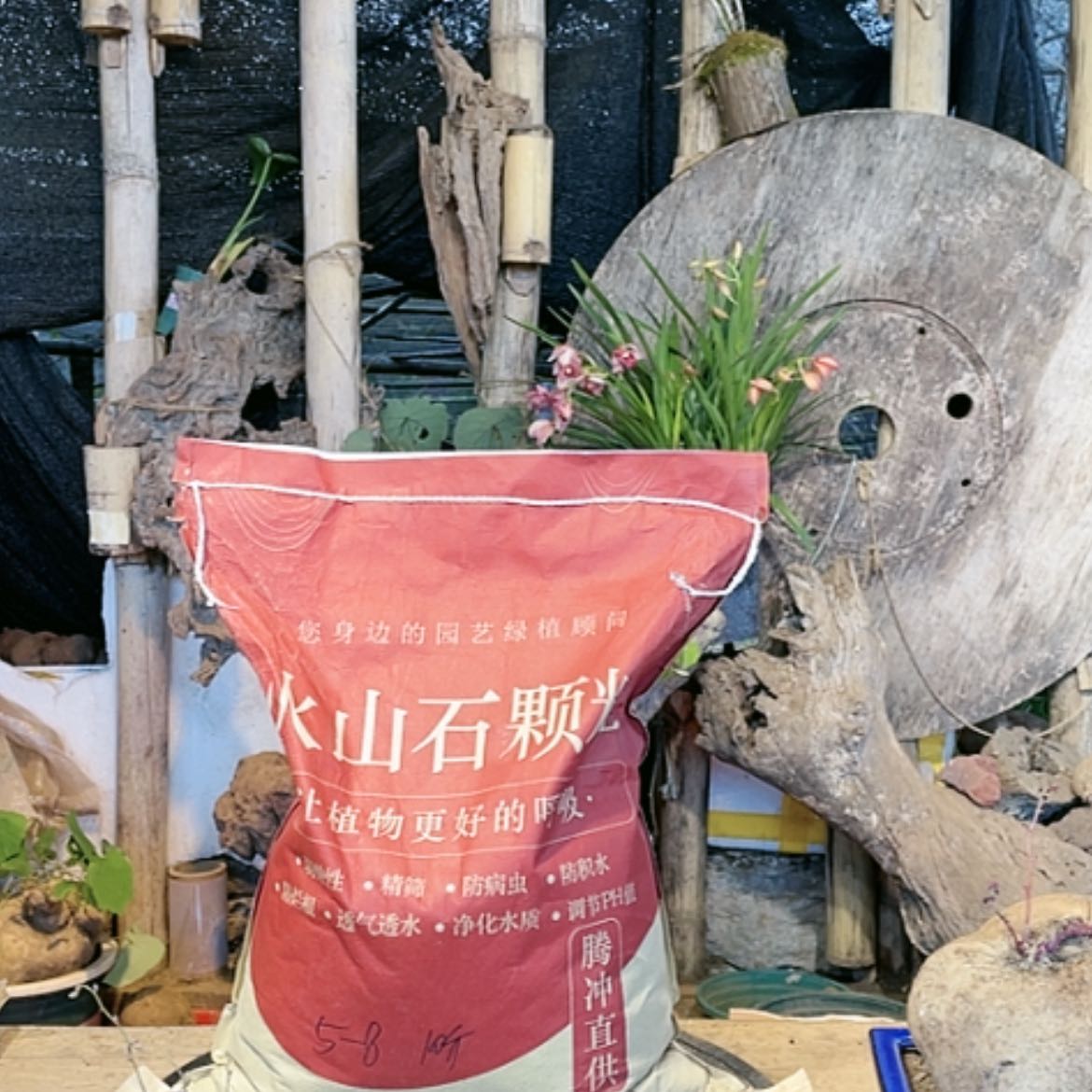 【闪购商品】山乌龟