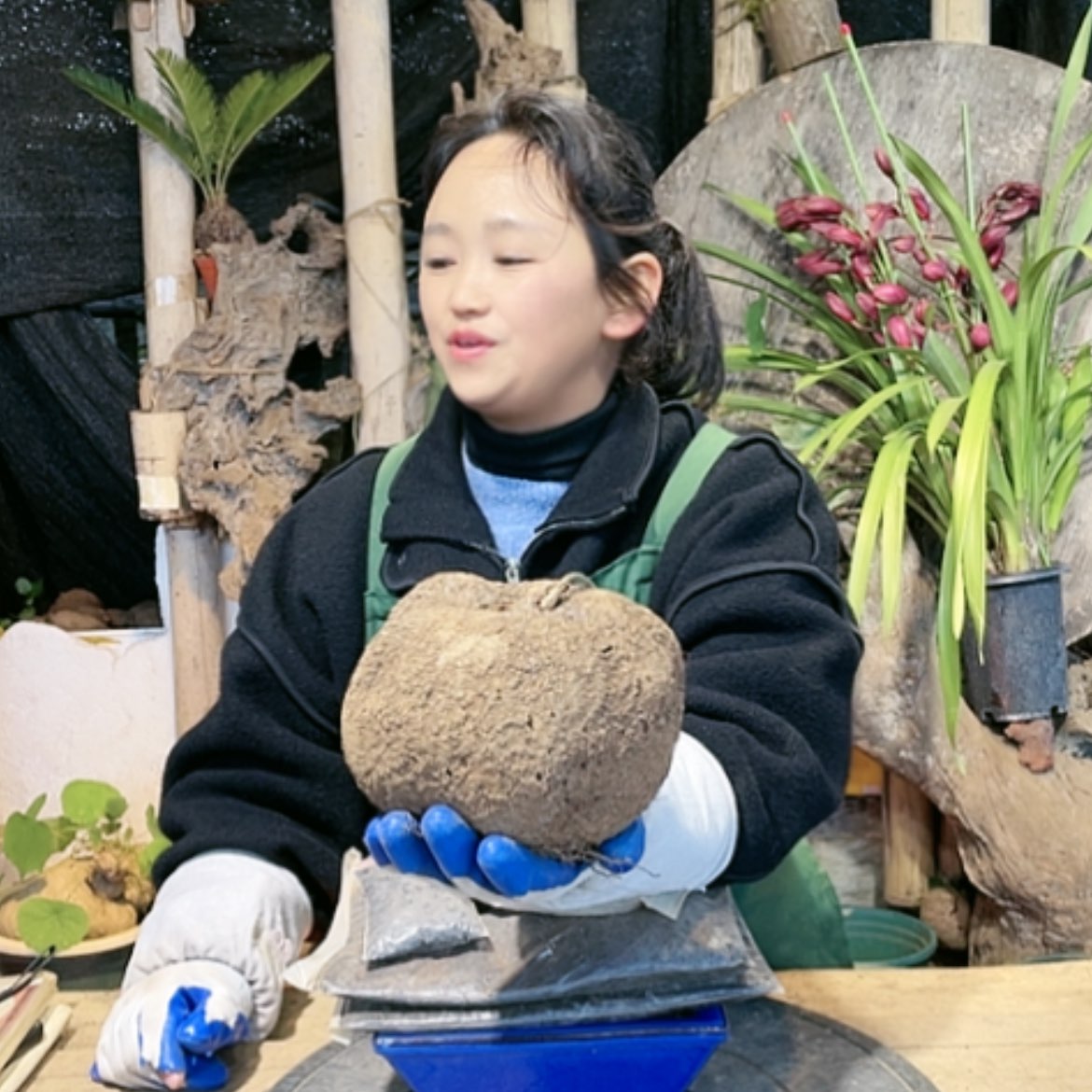 【闪购商品】山乌龟