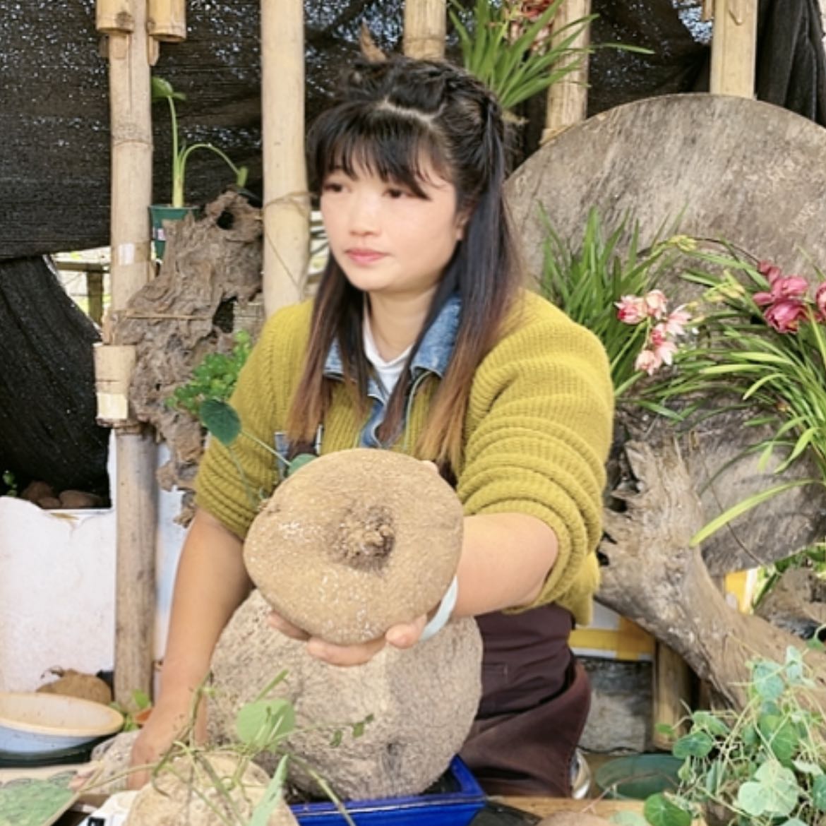 【闪购商品】山乌龟