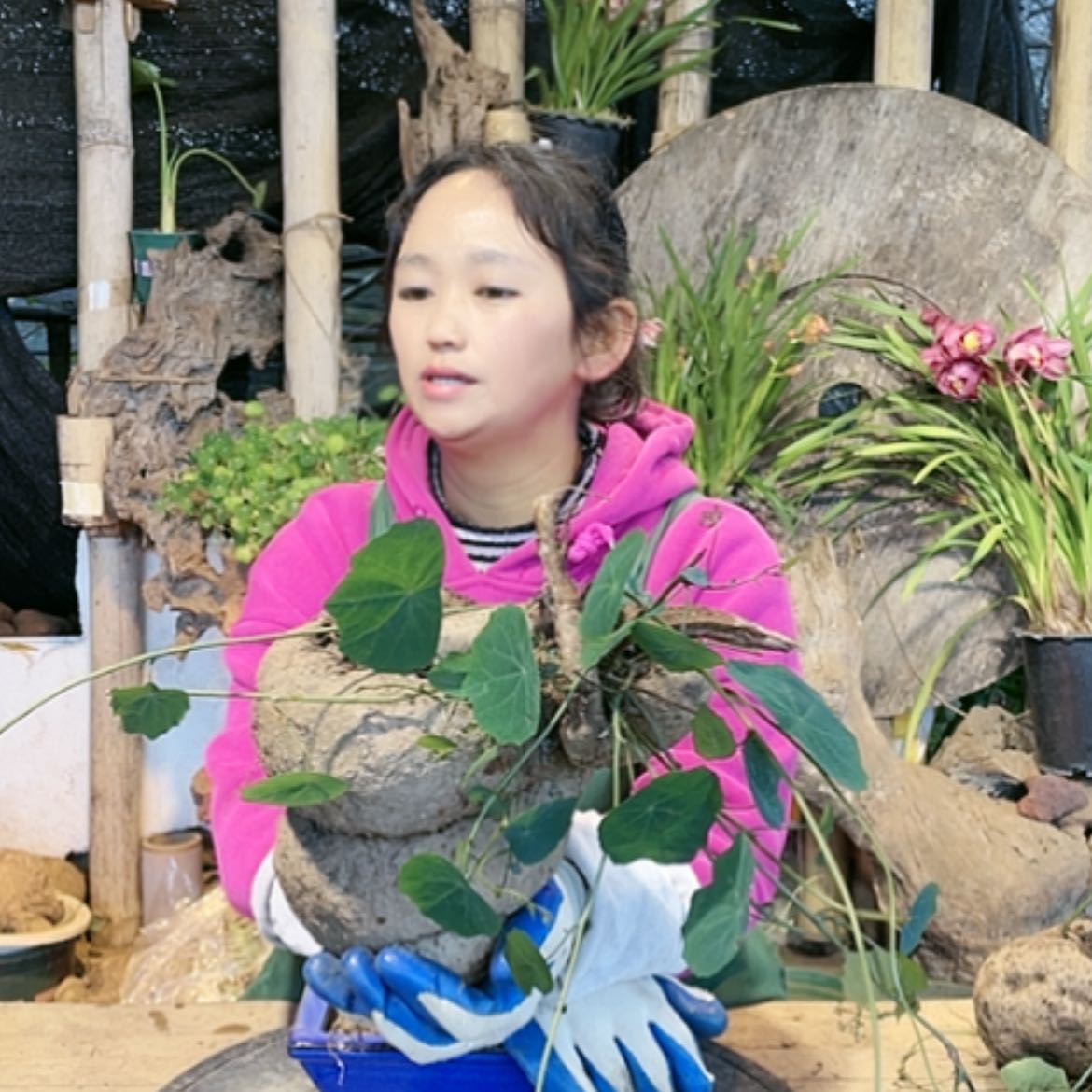 【闪购商品】山乌龟