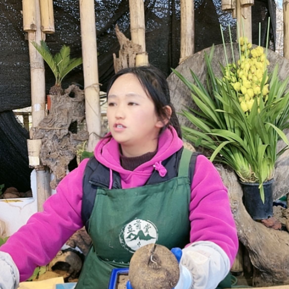 【闪购商品】山乌龟