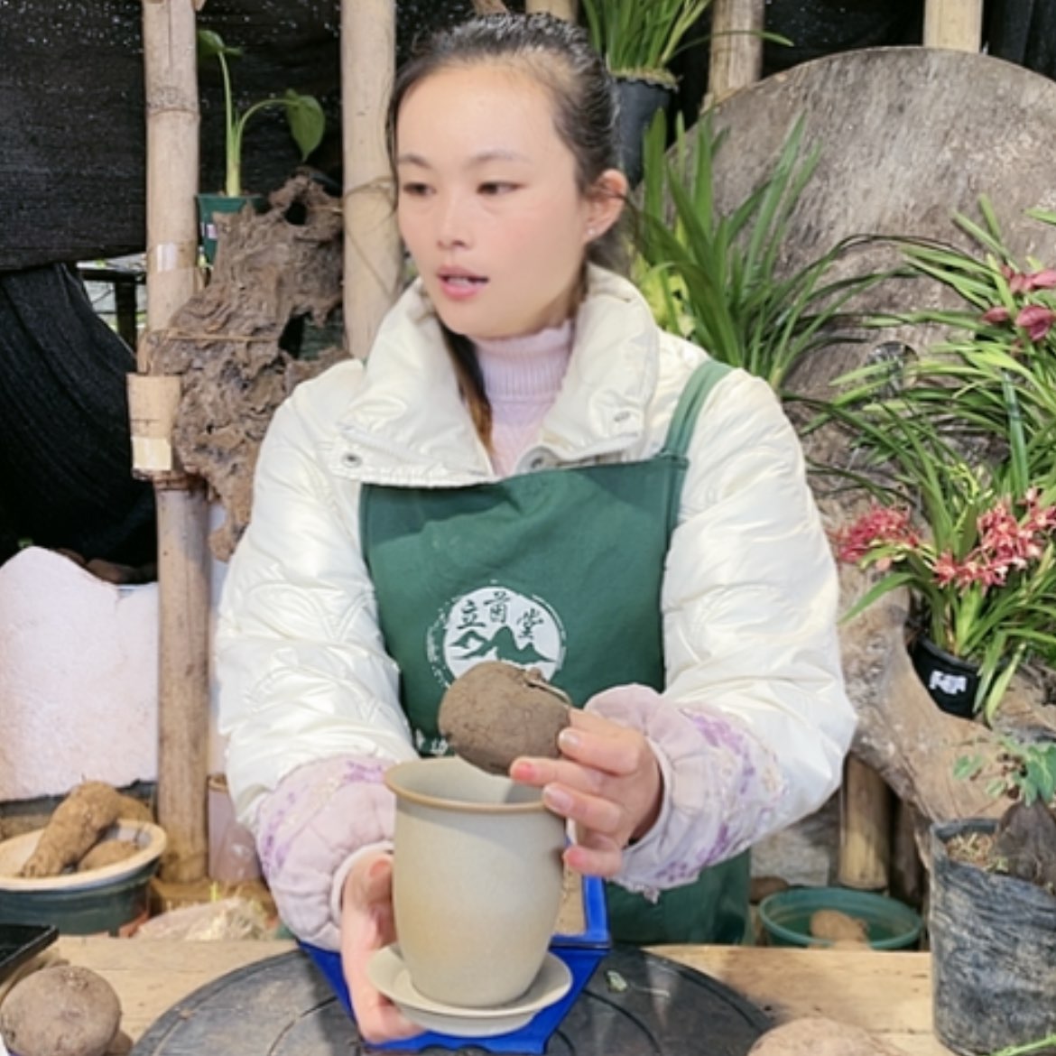 【闪购商品】山乌龟山乌龟