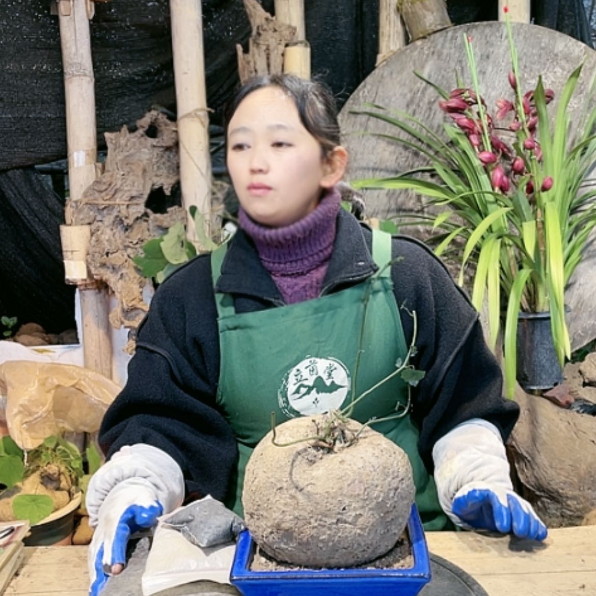 【闪购商品】山乌龟