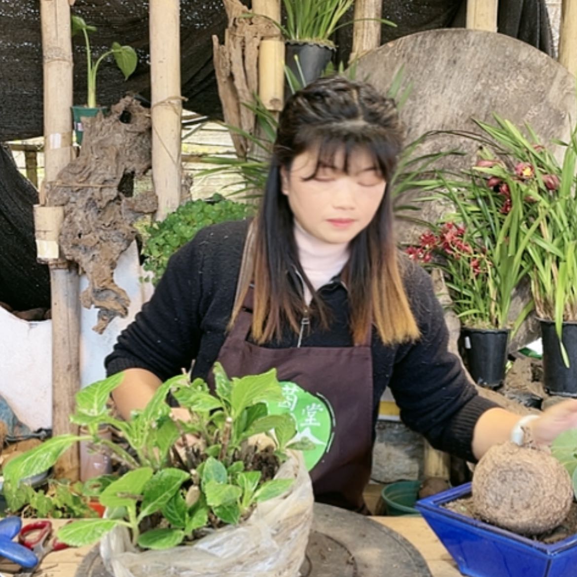 【闪购商品】山乌龟