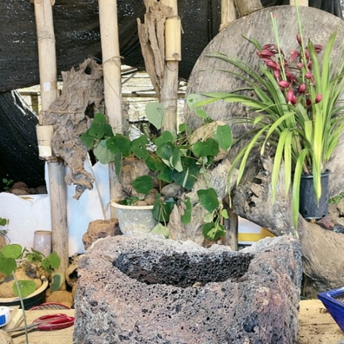 【闪购商品】山乌龟好种好养