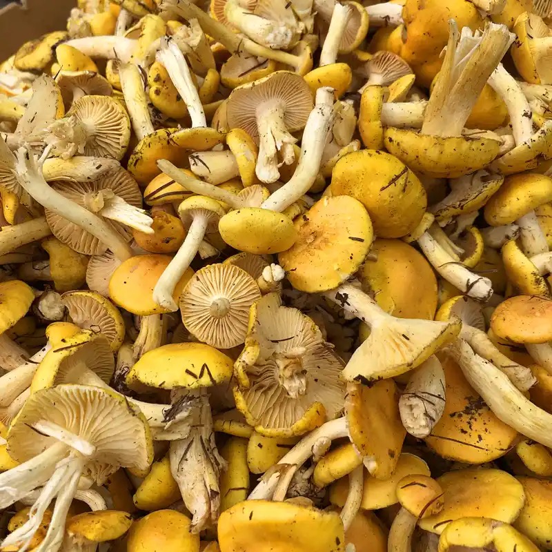 松树林里的小黄蘑 煲汤炖肉包饺子特别鲜美