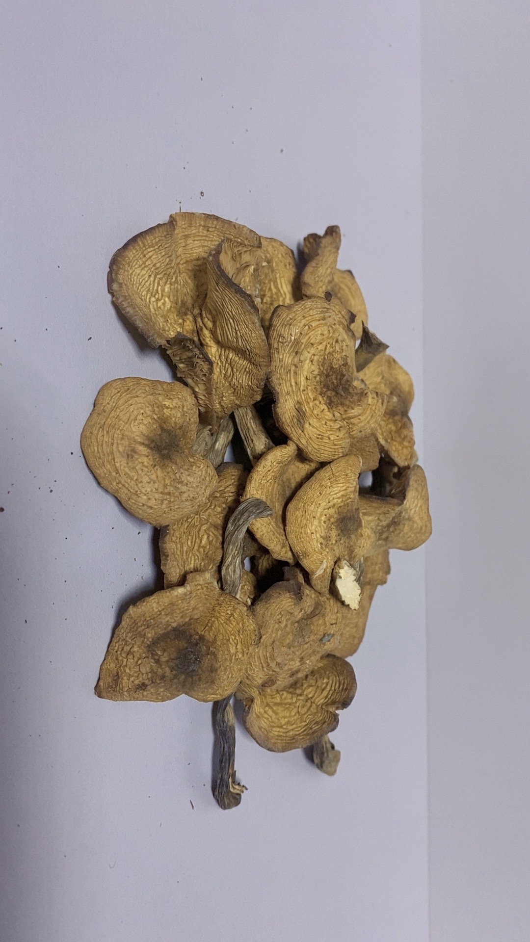 东北榛蘑丁 大山里的榛蘑 