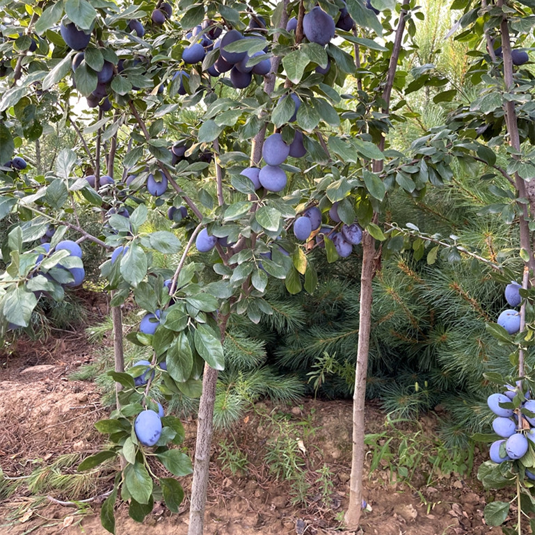 正宗蓝蜜西梅树苗西梅皇后嫁接 法兰西梅苗西梅女神南方北方种植