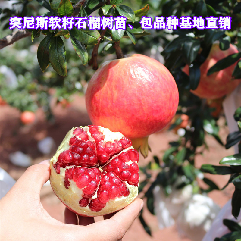 正宗突尼斯软籽石榴树苗蒙阳红大红袍石榴苗大果甜石榴南北方种植