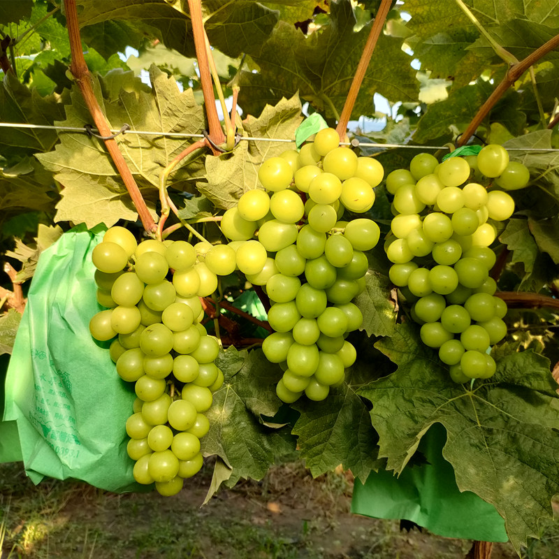 阳光玫瑰葡萄树苗葡萄苗特大爬藤庭院抗寒抗热南北方种植基地直发