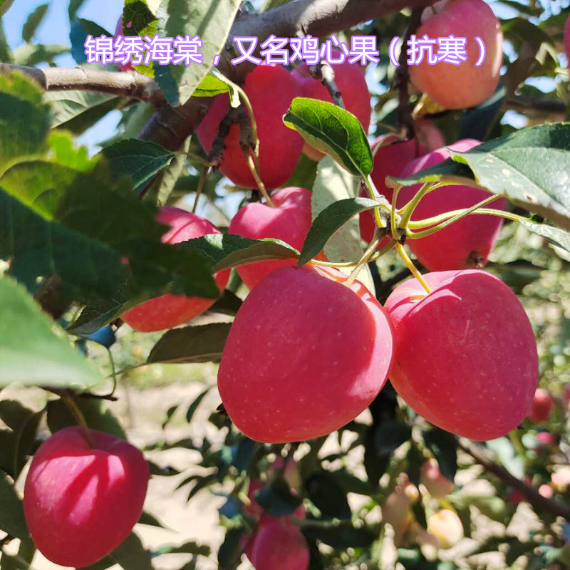 正宗嫁接鸡心果树苗又名锦绣海棠小沙果小苹果苗抗寒抗旱盆栽地栽