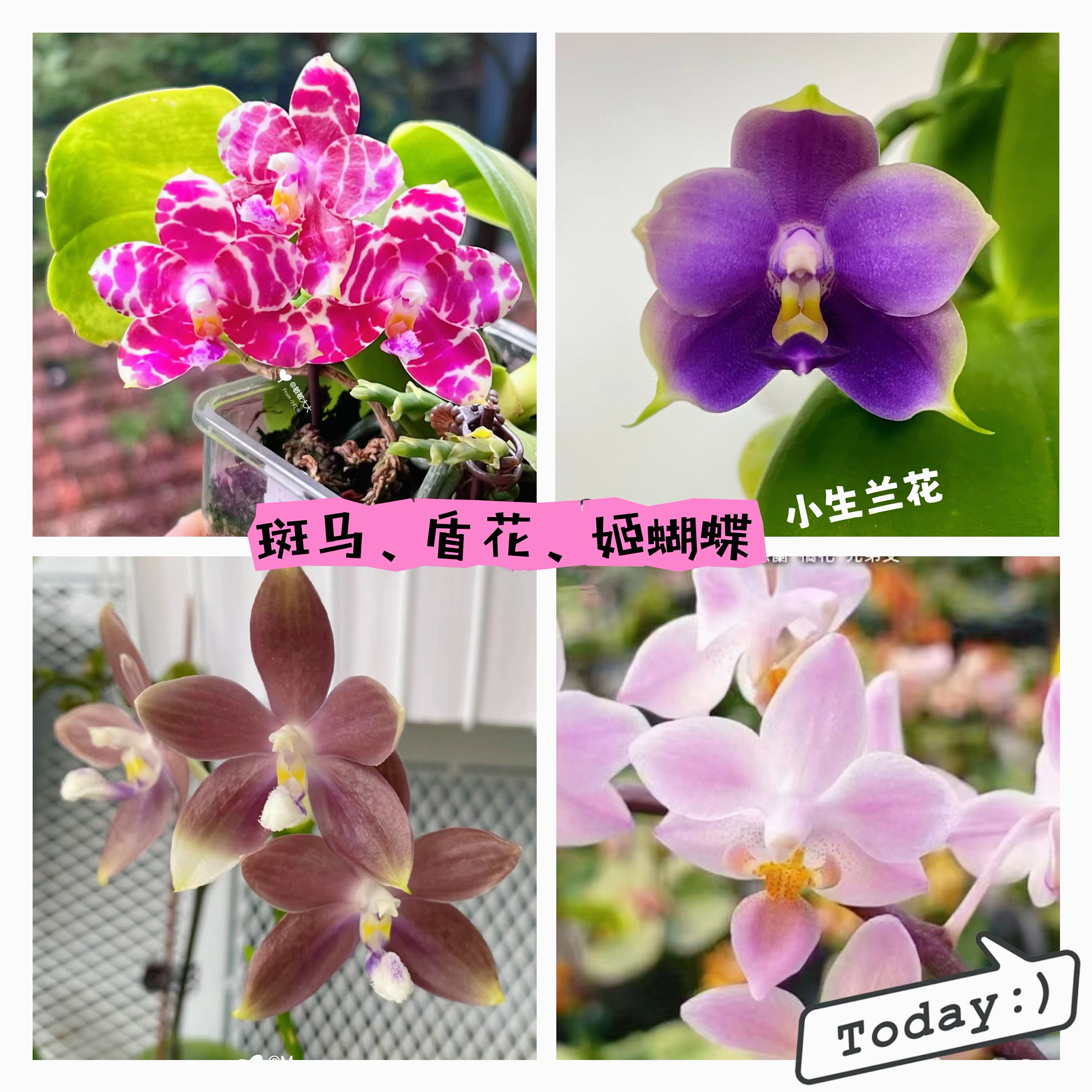 小生兰花之台湾美琪蝴蝶兰 斑纹斑马盾花EQ姬蝴蝶 带台湾原厂花牌