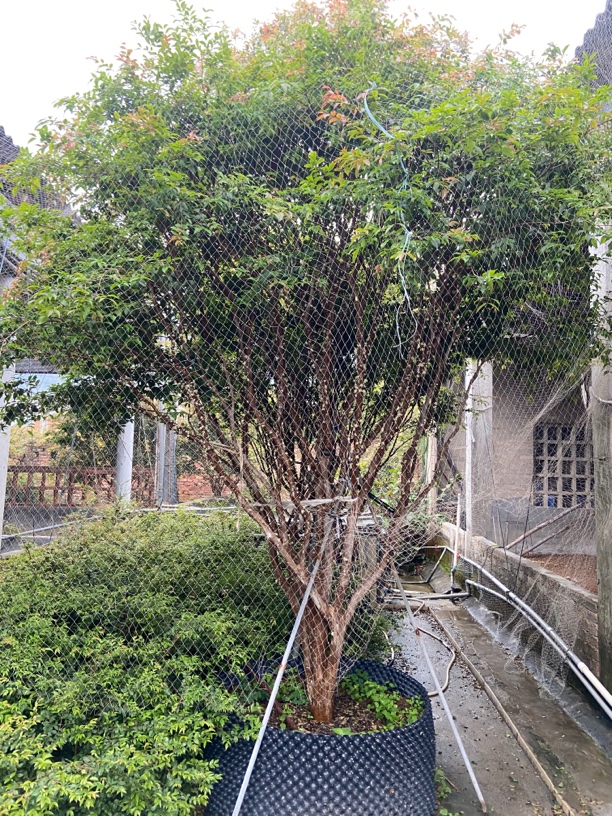 精选沙巴，一物一拍