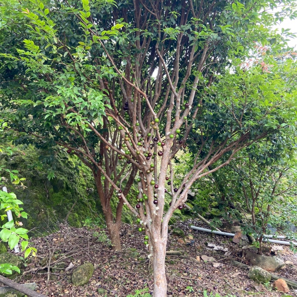 （主播推荐）沙巴品种，一物一拍