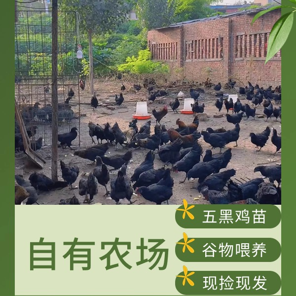 认养五黑鸡实现全透明化养殖，鸡蛋鸡肉皆可收到(3个月）