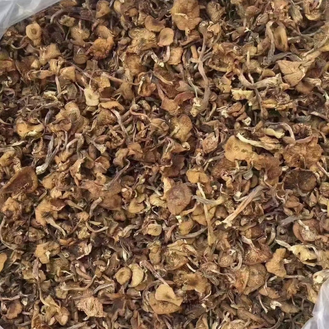 吉林长白山特产 榛蘑