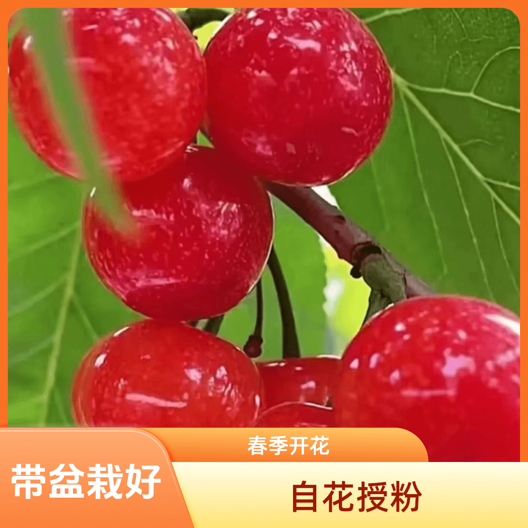 (红妃樱桃)自花授粉营养杯原土发货成活率高适合盆栽