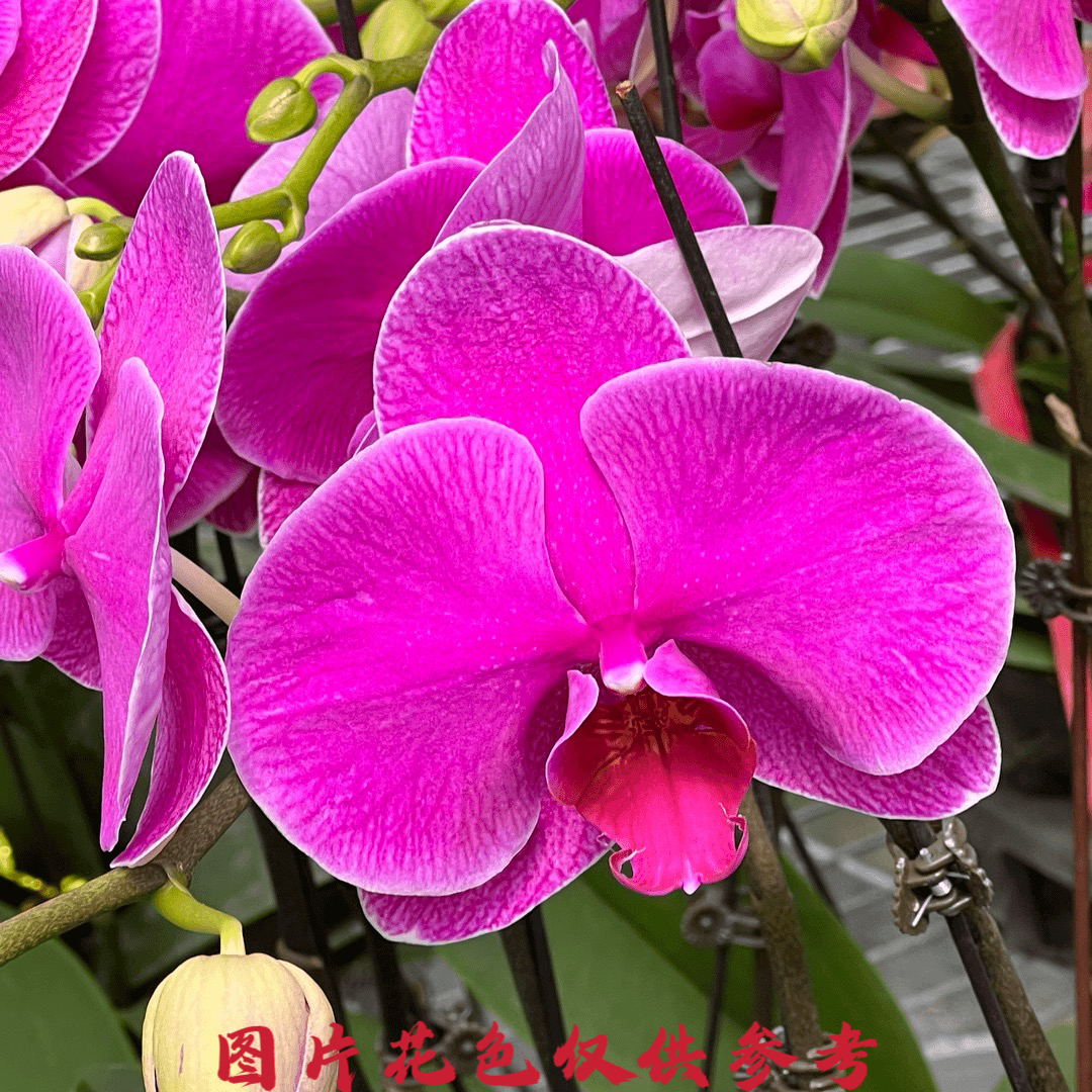 【秀新甄选】蝴蝶兰【恭喜发财】3.5寸带花带花苞发货