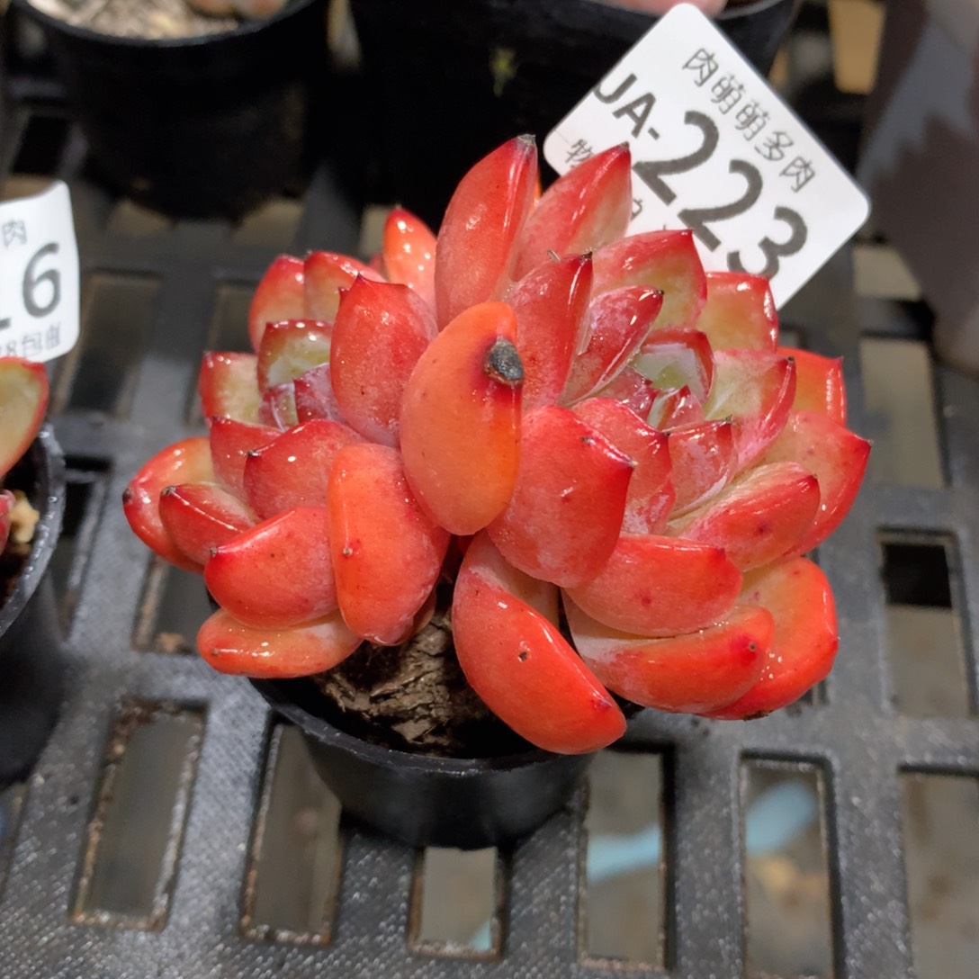 肉萌萌拇指盆多肉UA223