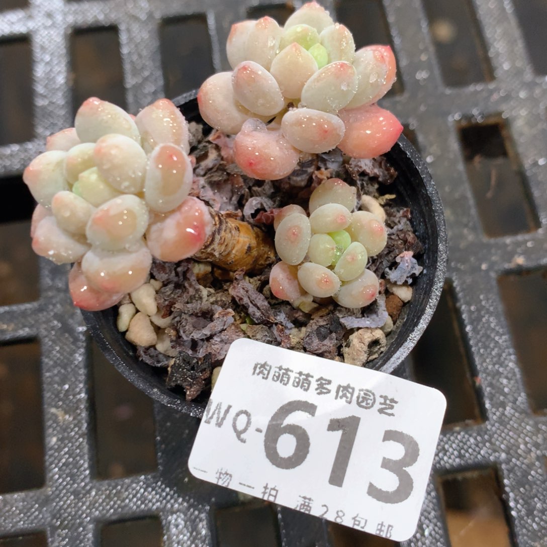 肉萌萌拇指盆精控多肉WQ613