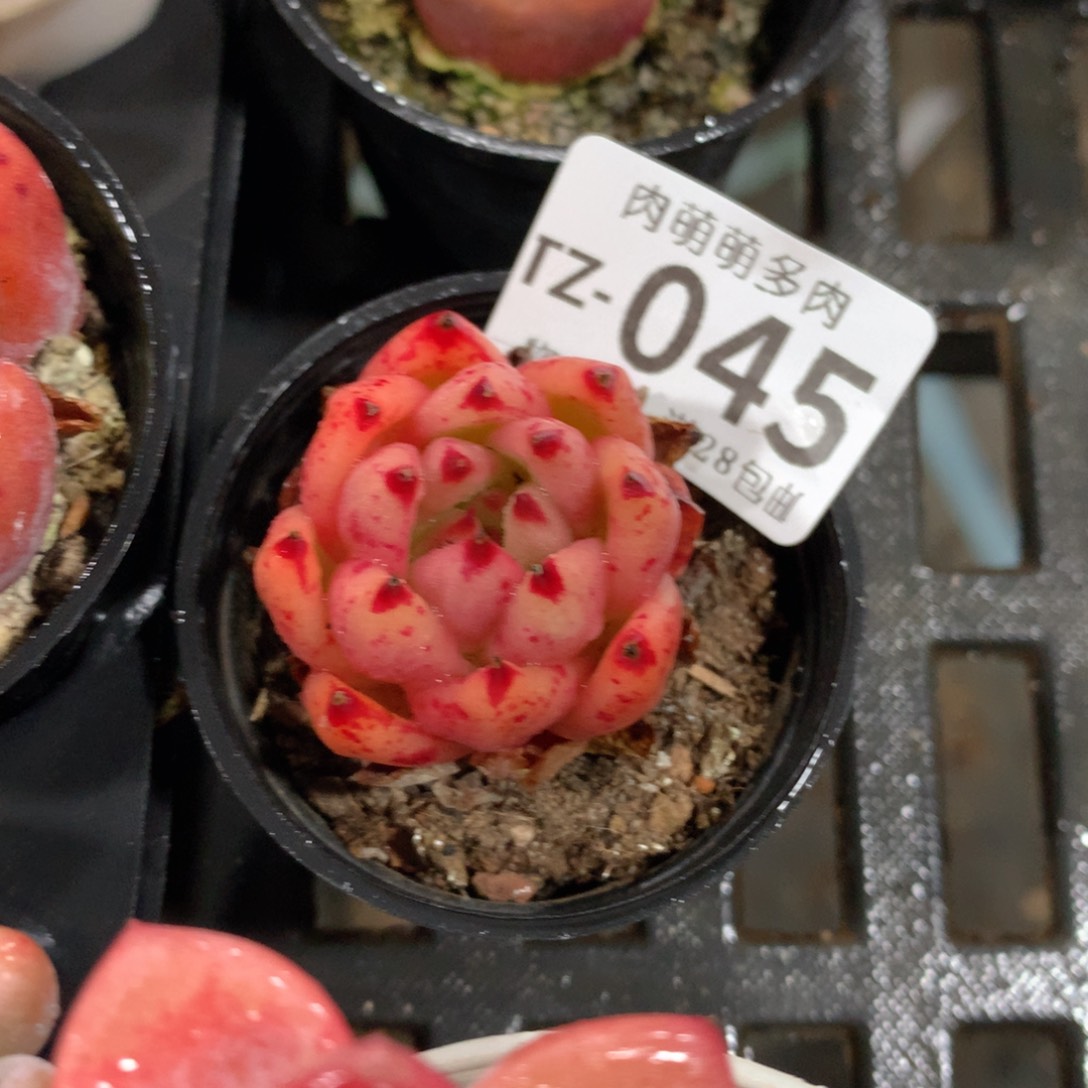 肉萌萌拇指盆多肉TZ045