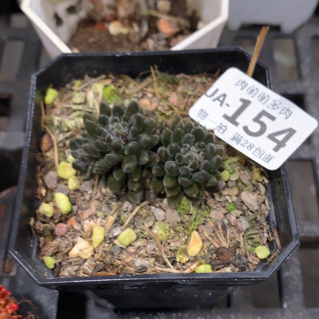 肉萌萌拇指盆多肉UA154