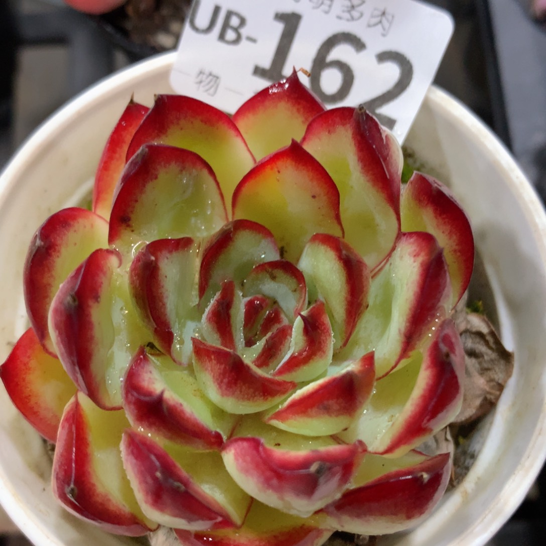 肉萌萌拇指盆多肉UB162