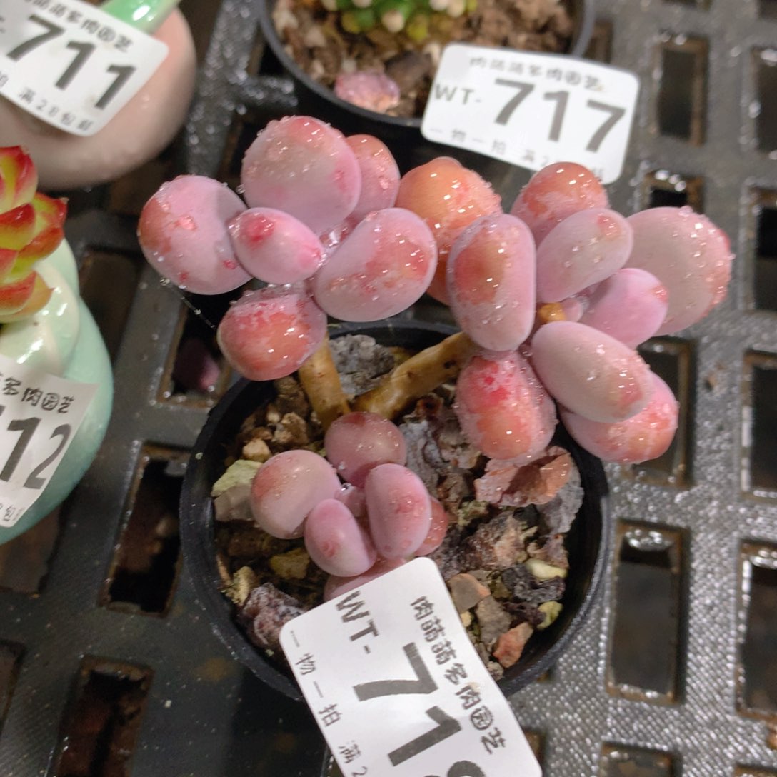 肉萌萌拇指盆精控多肉WT717