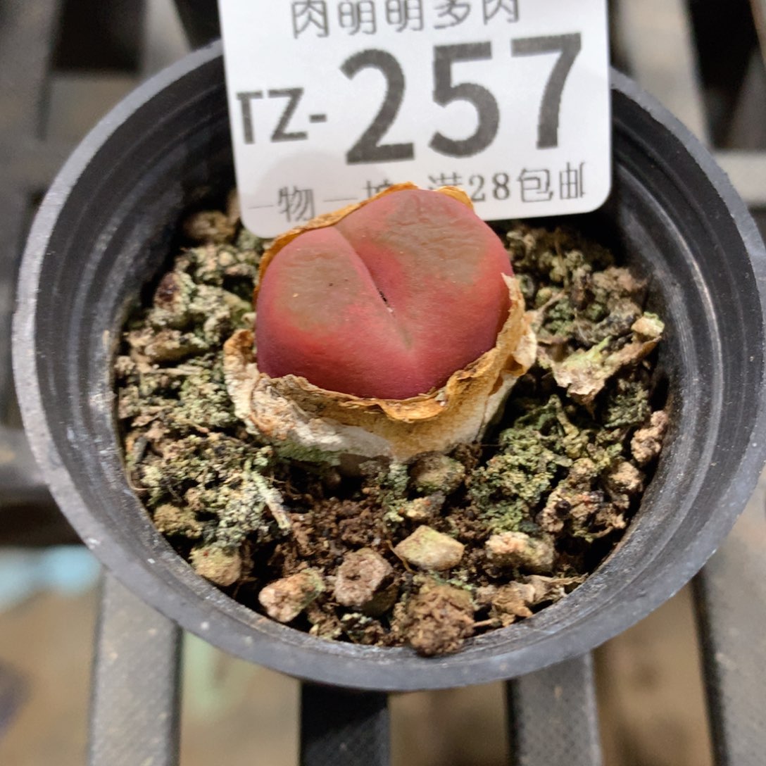肉萌萌拇指盆多肉TZ257