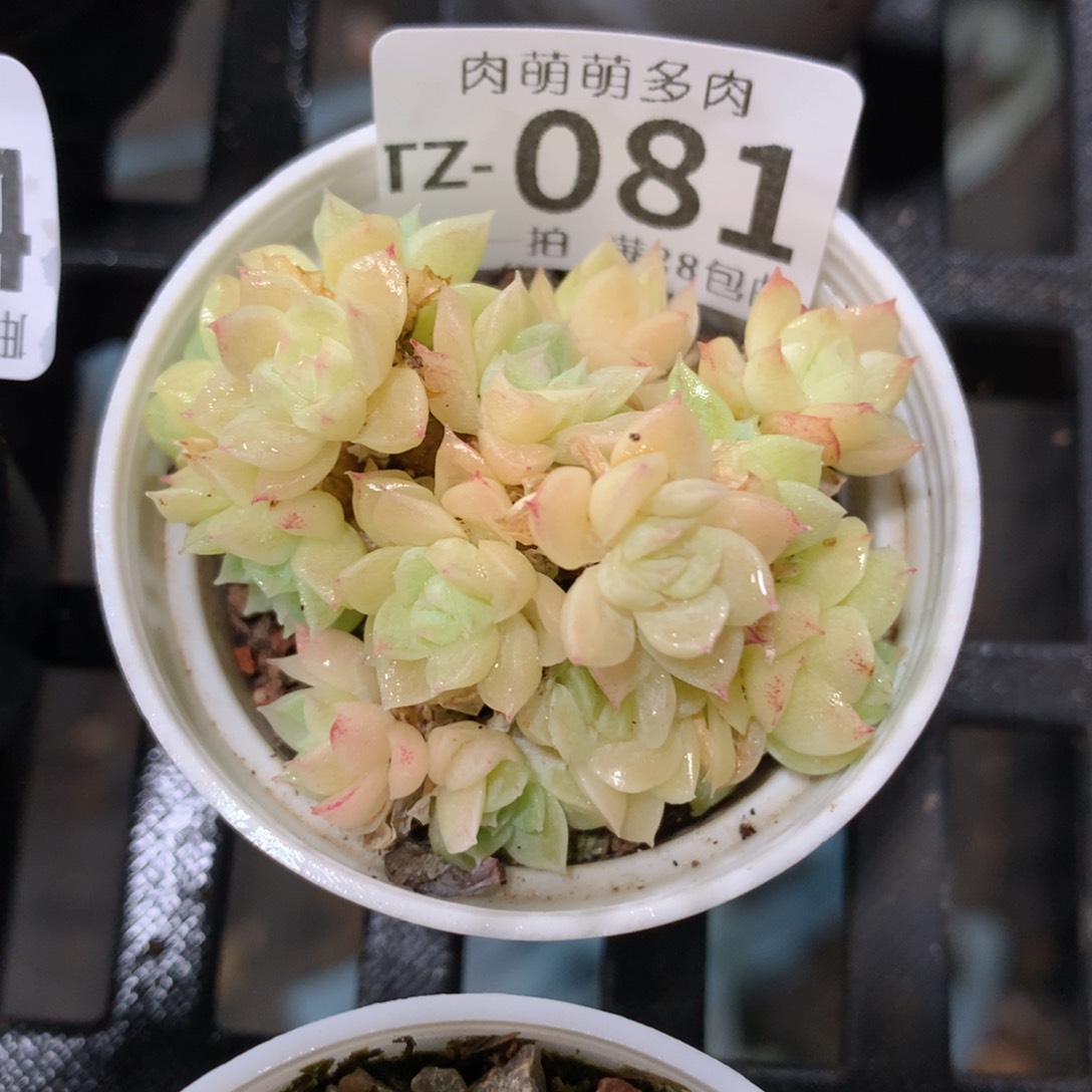 肉萌萌拇指盆多肉TZ081