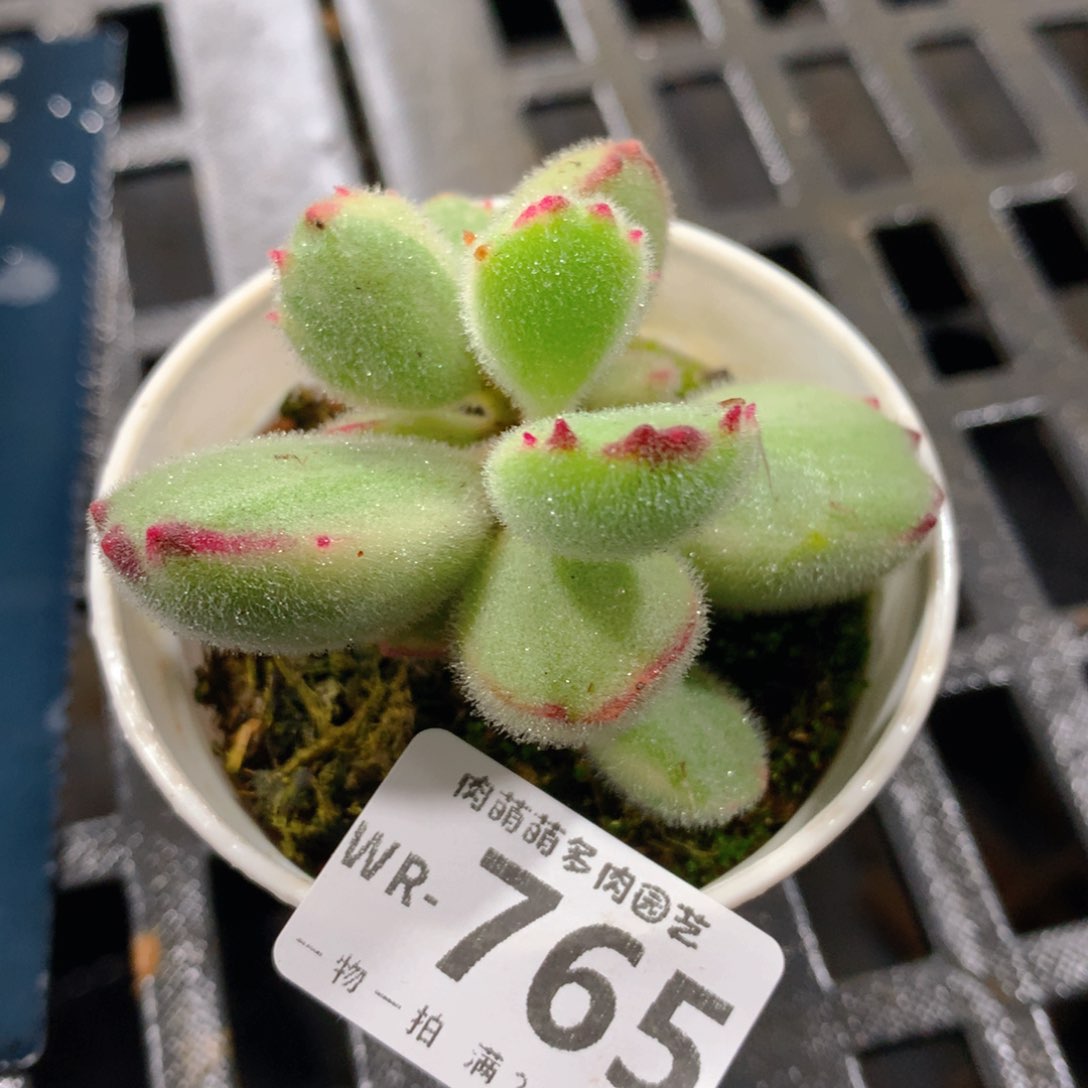 肉萌萌拇指盆精控多肉WR765