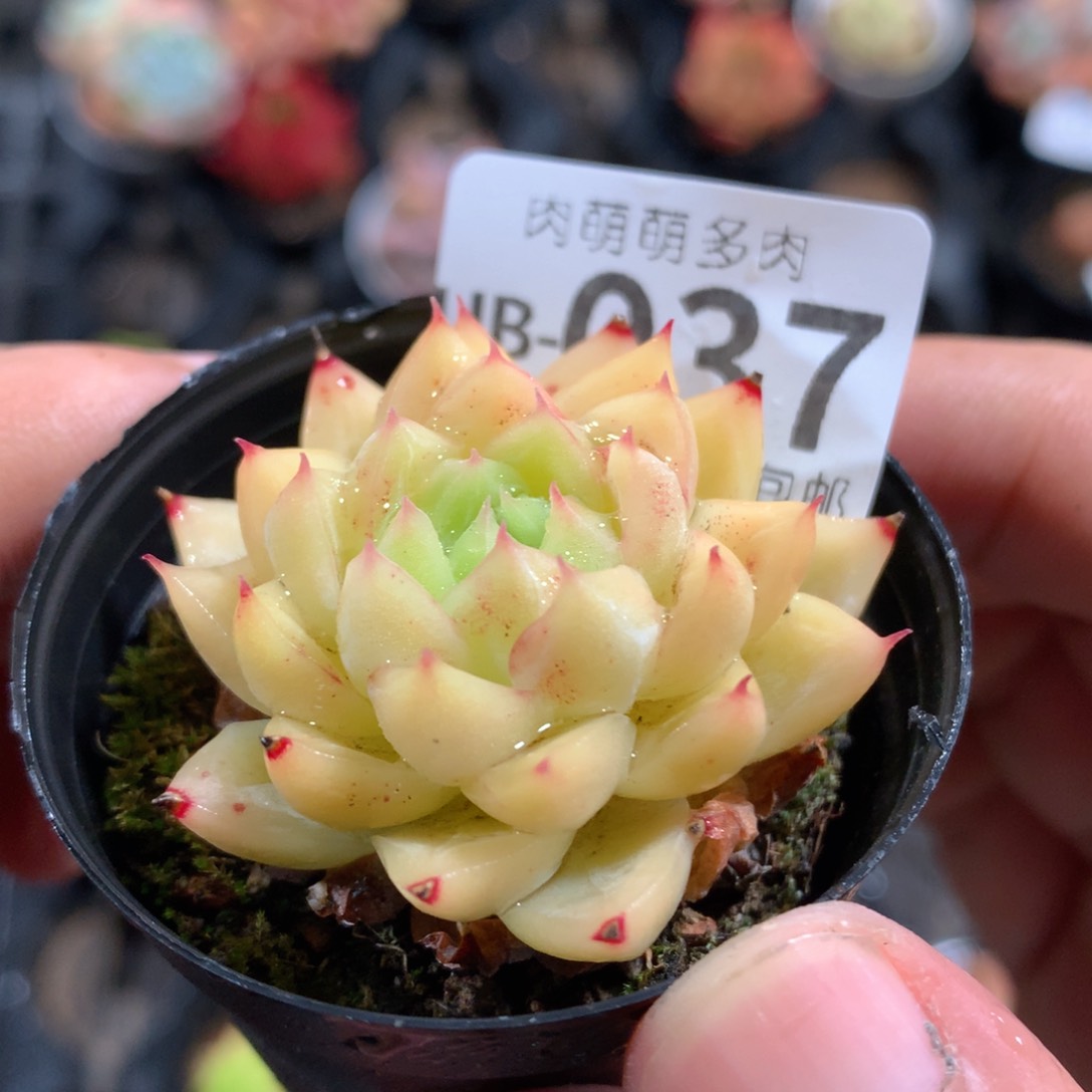 肉萌萌拇指盆多肉UB037
