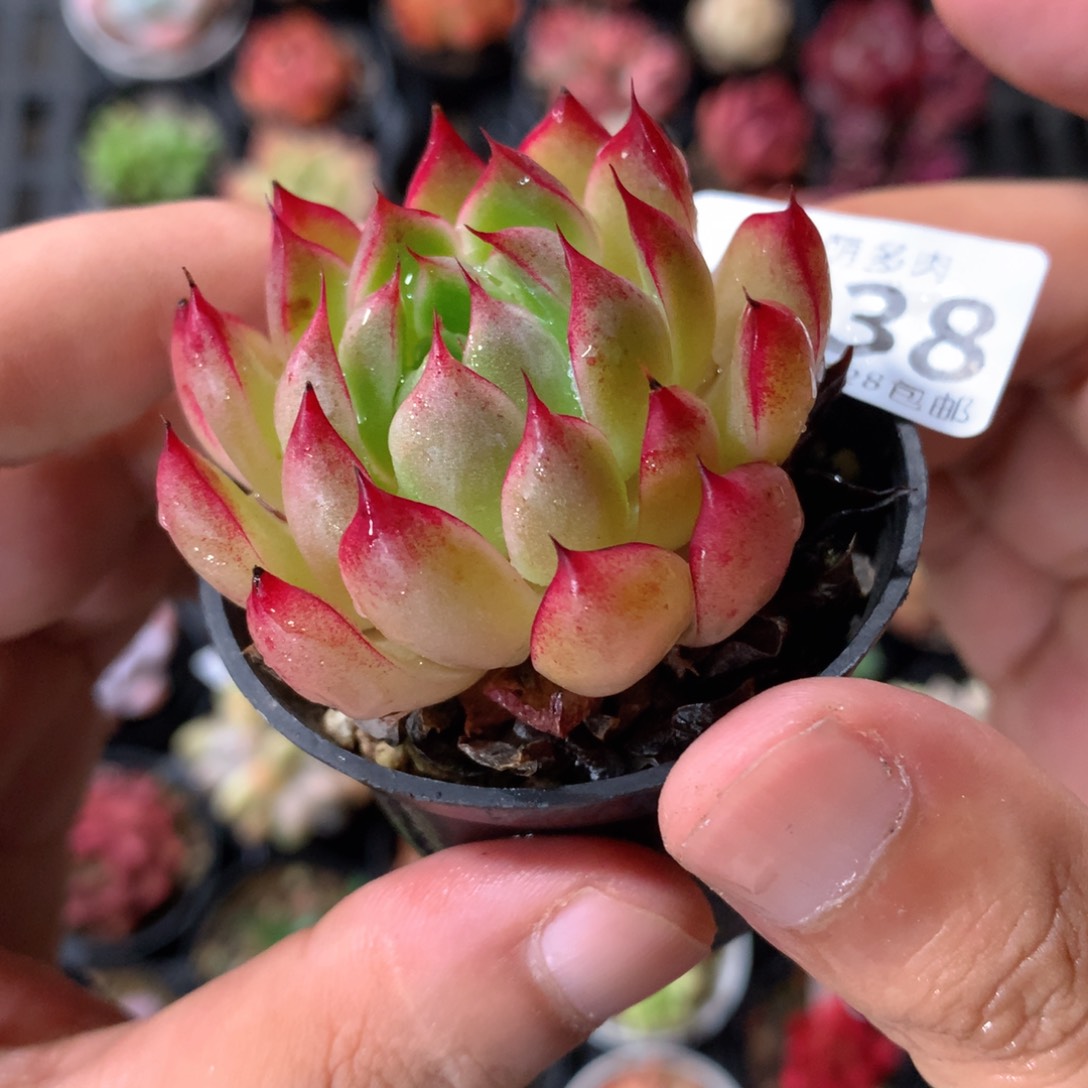 肉萌萌拇指盆多肉UB238