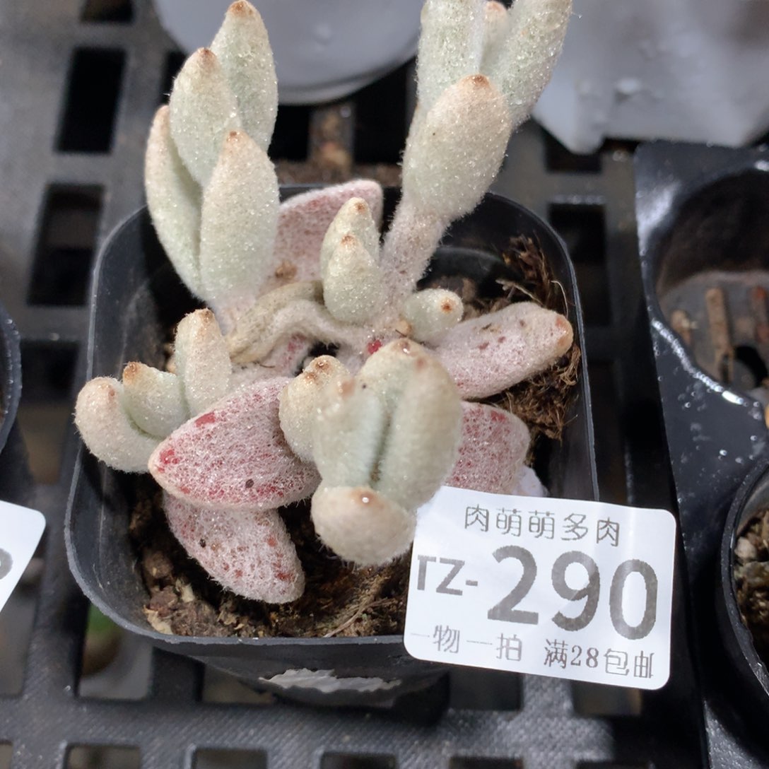 肉萌萌拇指盆多肉TZ290