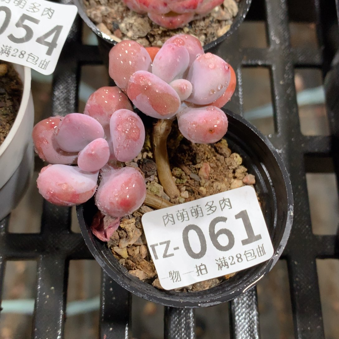 肉萌萌拇指盆多肉TZ061