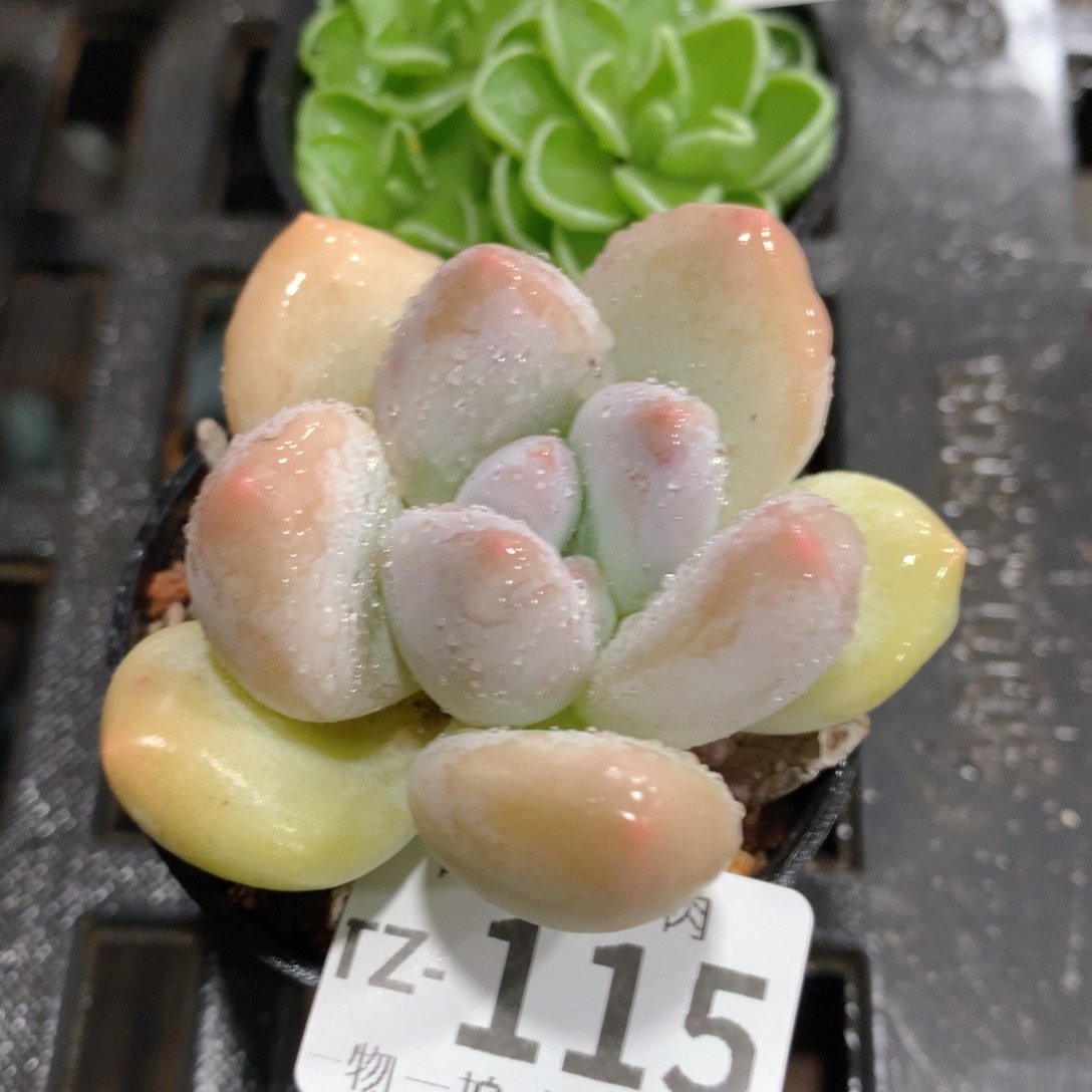 肉萌萌拇指盆多肉TZ115