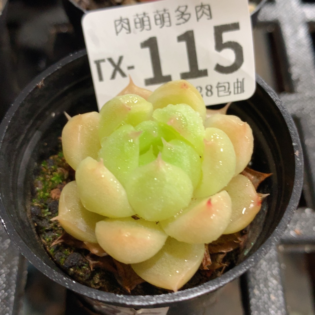 肉萌萌拇指盆多肉TV115