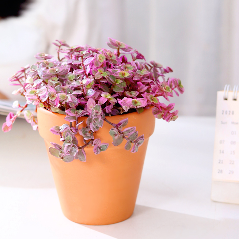 【拍一发二】胭脂云自然出锦稀有多肉黄金草吊兰小婚礼四季盆栽绿植