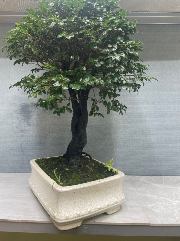 黑骨茶，广东小叶紫檀