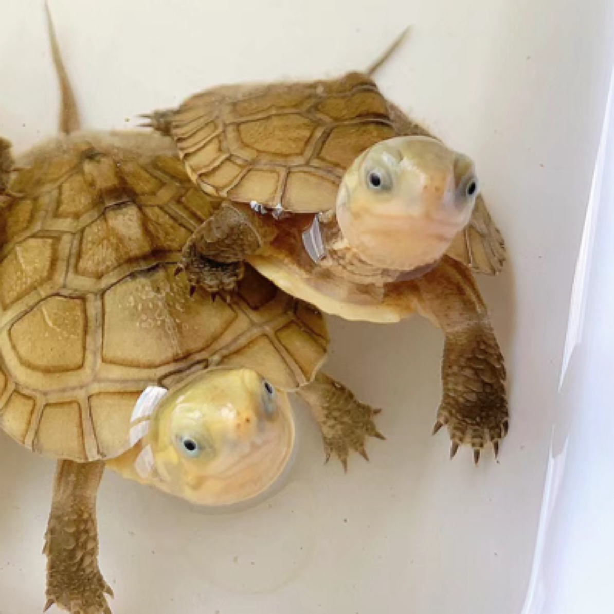 小青皖南三黄龟黄喉拟水乌龟超萌好物鳖活物龟苗观赏纯种活体